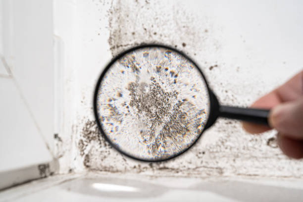 Forensic Mold Investigation in Milroy, PA